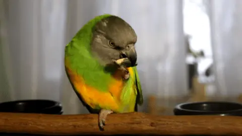 senegal parrot food