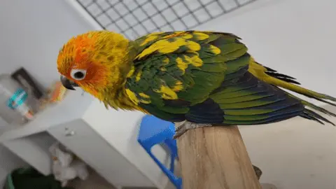 senegal parrots price
