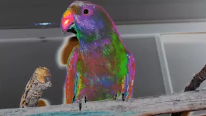 what colors do parrots see