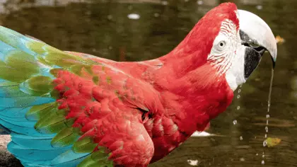 what do parrots eat and drink