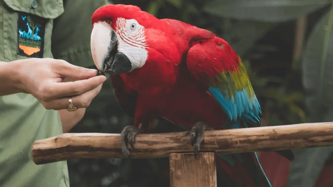 what-do-parrots-eat-and-why-best-foods-for-parrots-explained