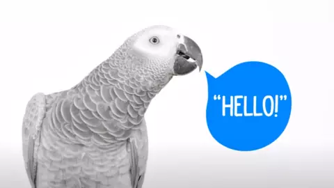 teach parrot to say hello