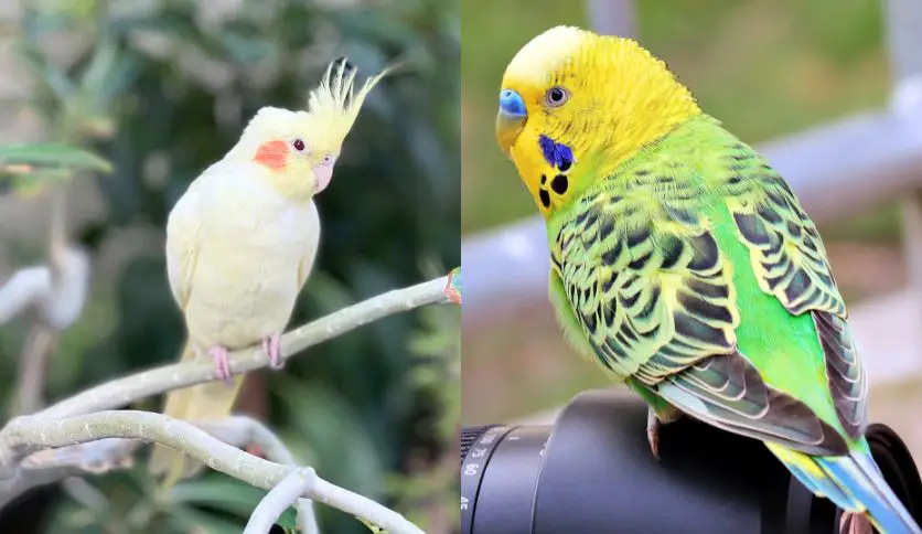 Can Cockatiels And Parakeets Live Together? Discover the Perfect Avian ...