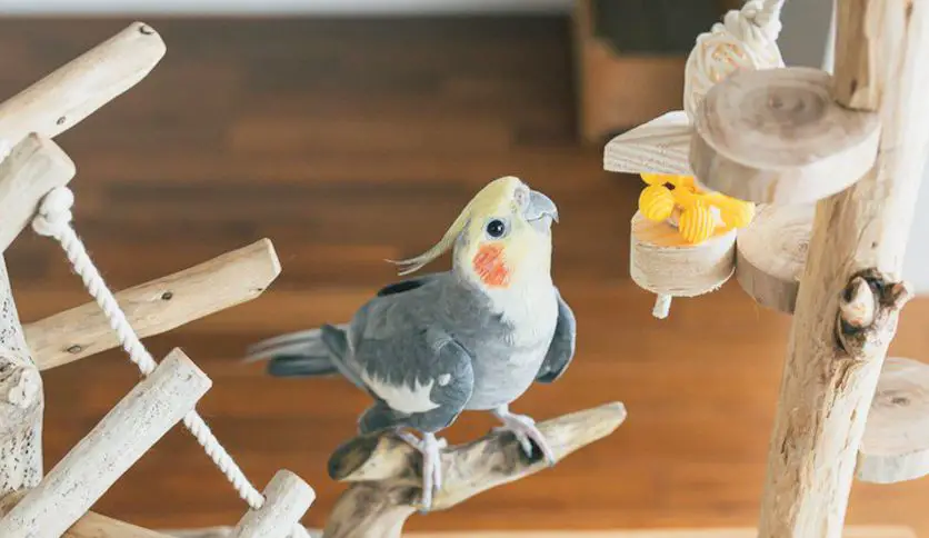 Can Cockatiels Eat Bananas? Unlocking the Nutritional Power of These