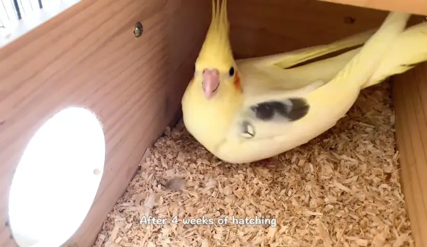 How Long Does It Take For Cockatiel Eggs To Hatch? Unveiling The Egg ...