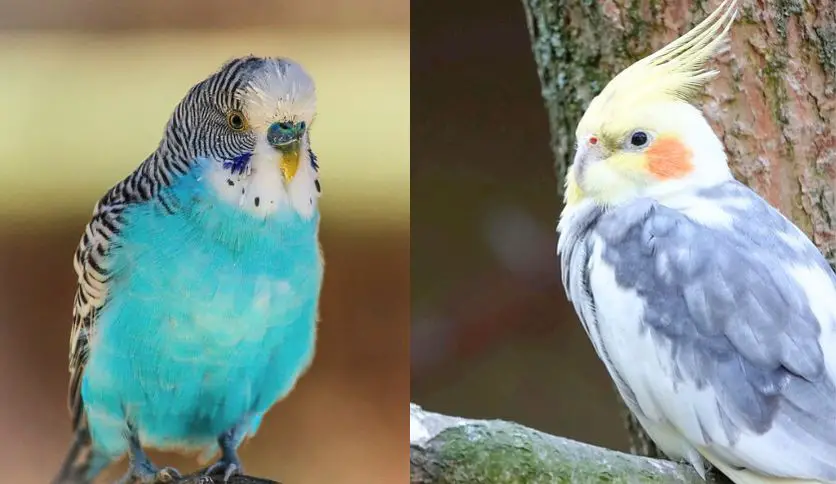 Parakeet Vs Cockatiel: The Ultimate Battle of Birds! – Macaw Land