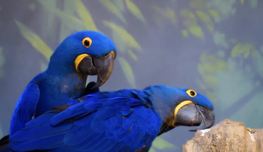 How Much Is A Blue Macaw: An Expert's Insight – Macaw Land